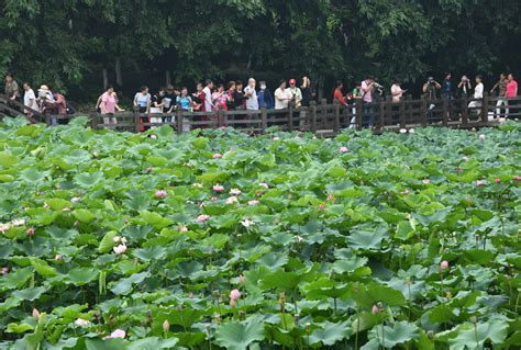 重慶什麼地方有荷花